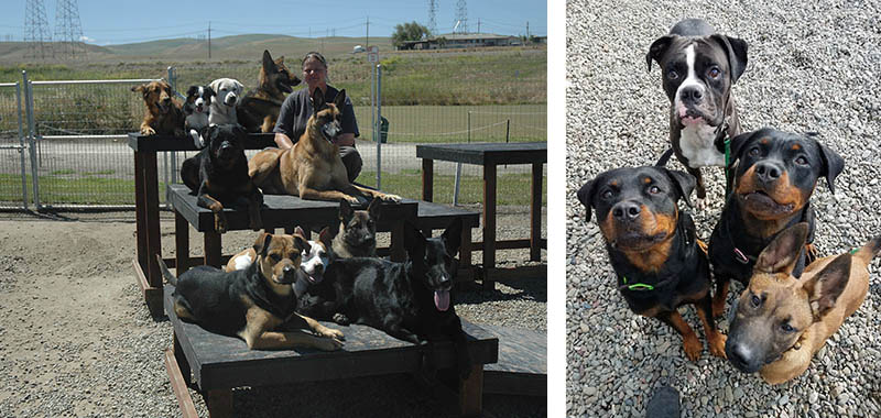 Boarding and Daycare With Manners, K9 Development