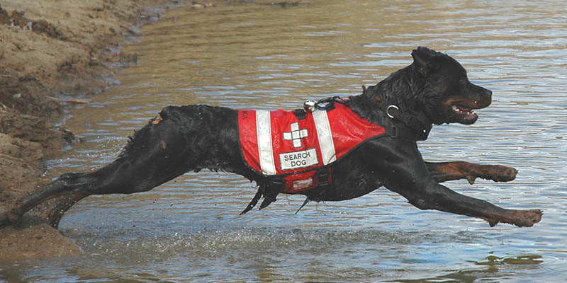 Search and Rescue Training, K9 Development