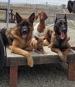 Boarding and training dogs