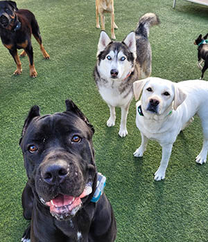 Doggy daycare