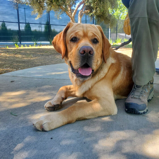 Labrador resting