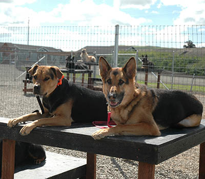 Board and training dogs