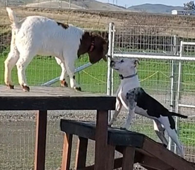 Dog and Goat, daycare