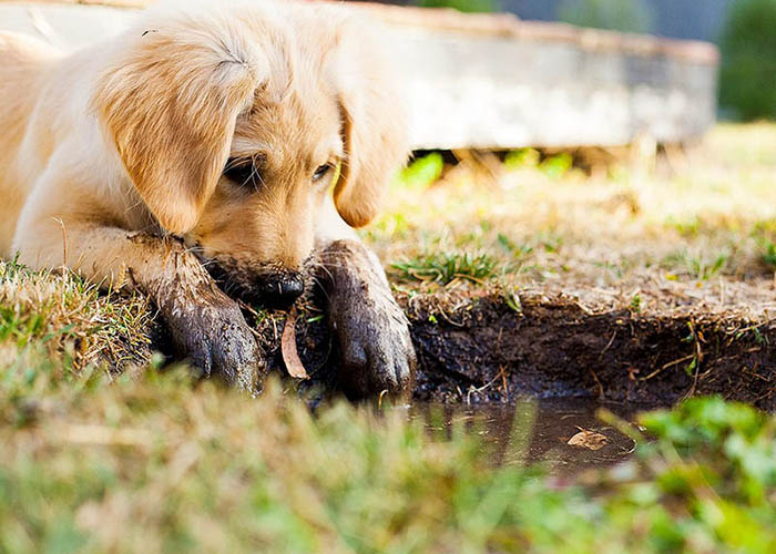 puppy in the mud