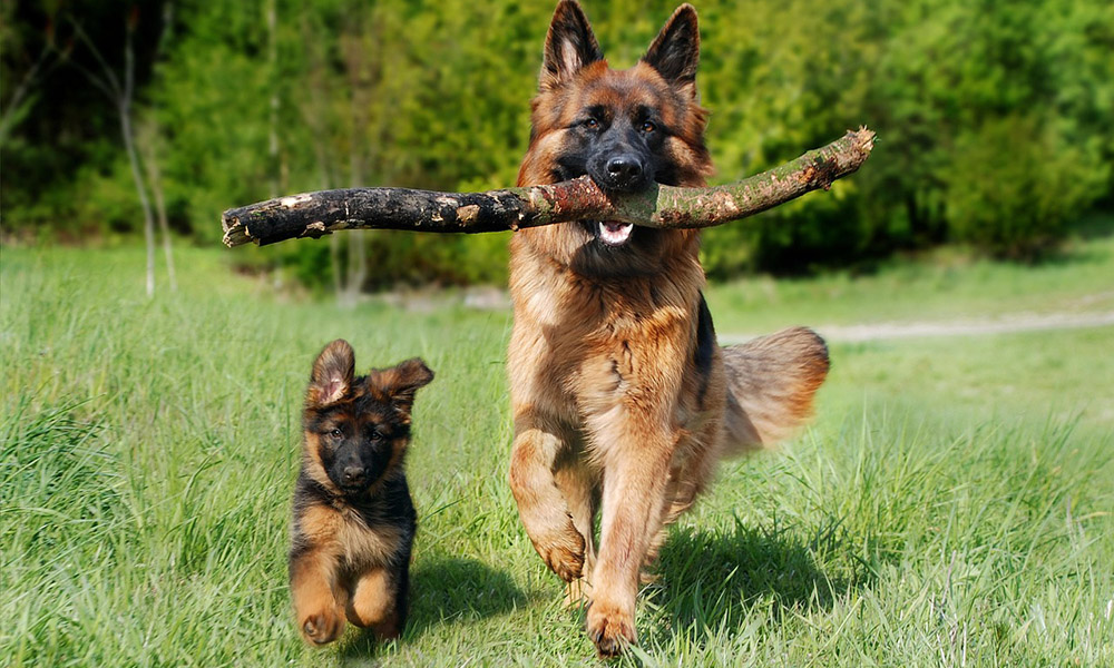 gsd puppy training