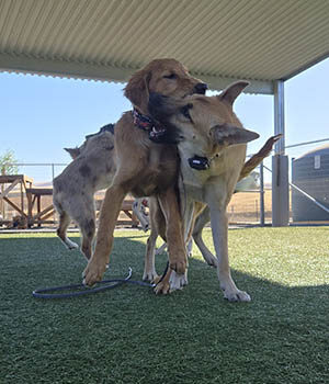 Doggies Playing