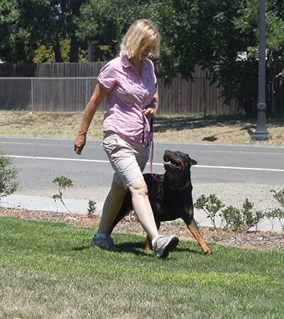 Sports Dog Private Training