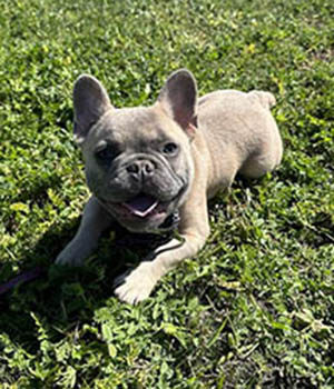 French Bulldog Puppy