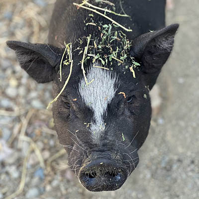 Groot the pig