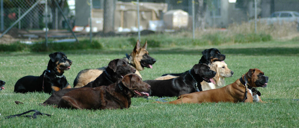 Obedience dogs lying down