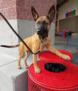 Puppy standing on trash can