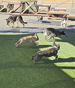 Puppies playing