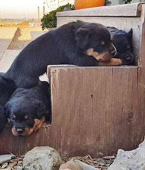 Rottweiler Puppies