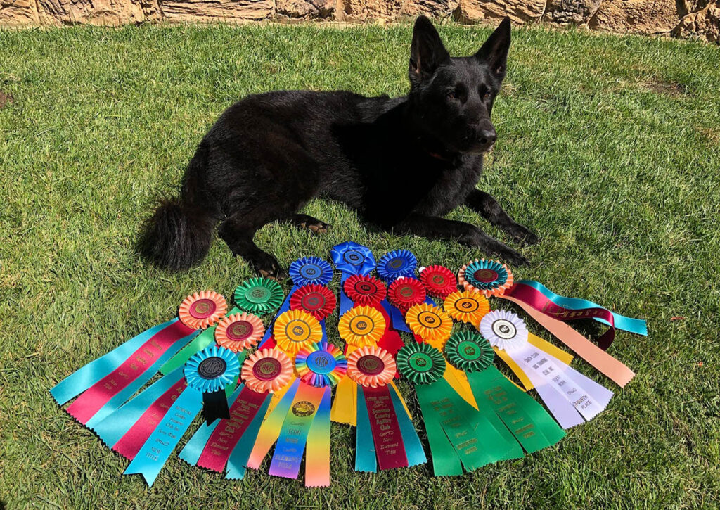 Sporting dog with obedience ribbons