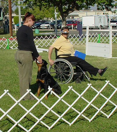 Sorting dog with judge in wheel chair