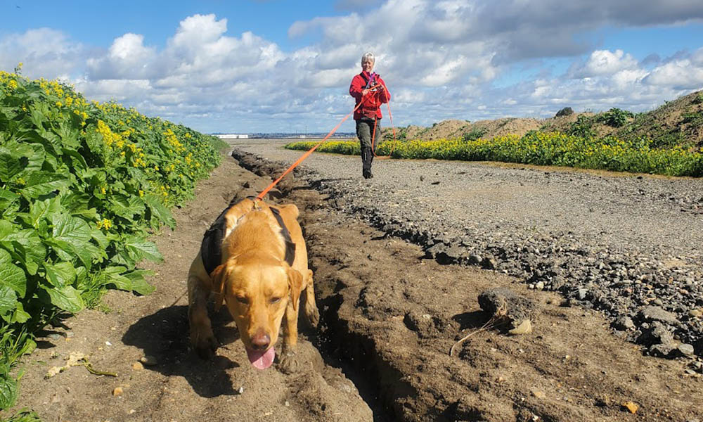 Trailing dog, nose work