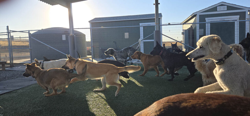 Doggy Daycare