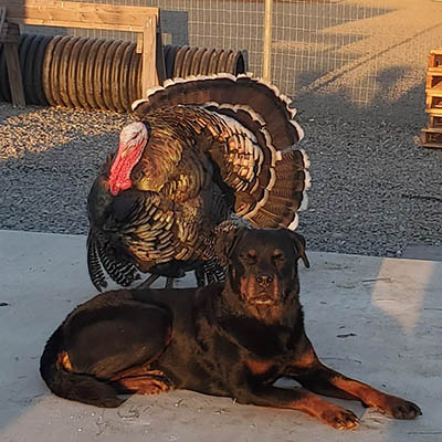 Daycare Turkey & Dog